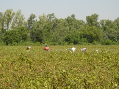 Women Cutting Soyabean Oct 2013