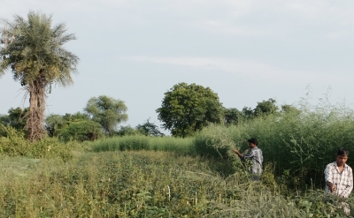 Soyabean overtaken by weeds