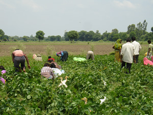 Weeding Soyabean Field