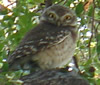 Spotted Owlet