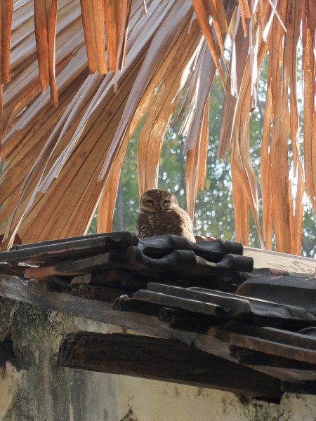 Spotted Owlet on Garage Roof amid Palm Leaves Feb 2025