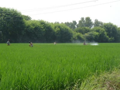 Spraying in the Rice Fields