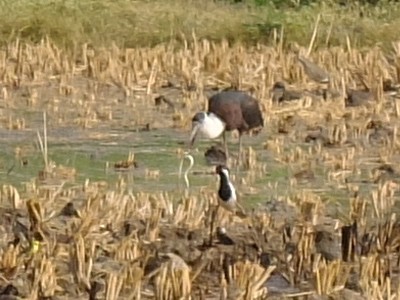 Stork Catches Snake Snack Dec 2022