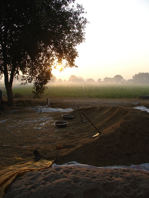 Sunrise Paddy with Mustard Backdrop