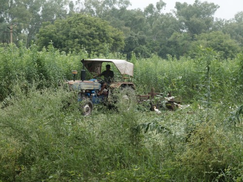 Tall Sunnhemp Hides Baby Nilgai Sep 2024