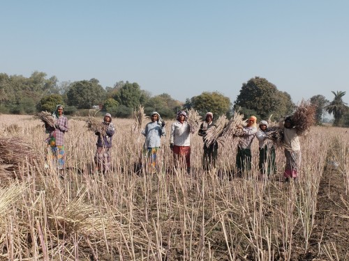 Team of Women Who Cut Mustard Crop with Sickles Feb 2023