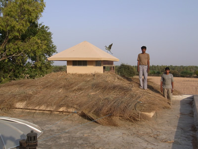 Rice Harvesting