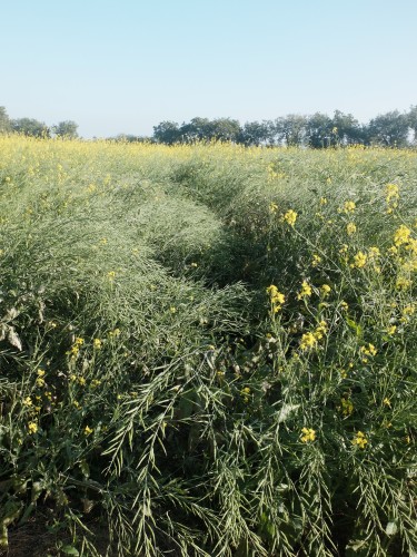 Thick Mustard Crop Jan 2024