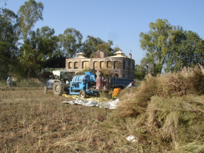 Threshing Coriander