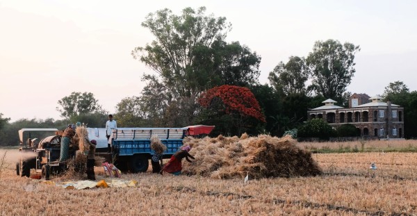 Women Threshing Hand Cut Wheat Apr 2024