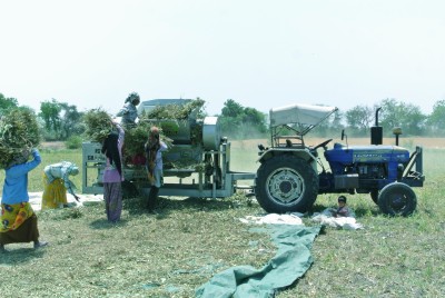 Threshing Moong