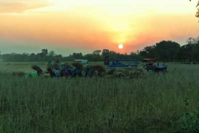 Threshing Mustard at Sunset