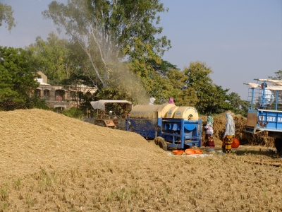 Thresing Rice Nov 2019