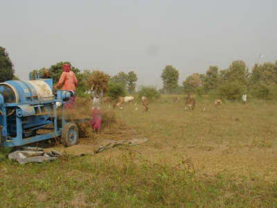 Women Soyabean Threshing Oct 2013