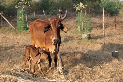 Tikku with her calf Saru