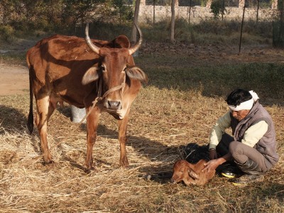 Tiku Gives Birth to Male Calf Suraj Feb 2023