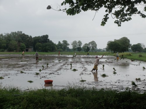 Preparing to Transplanting Tossing Bundles of Rice Jul 2023