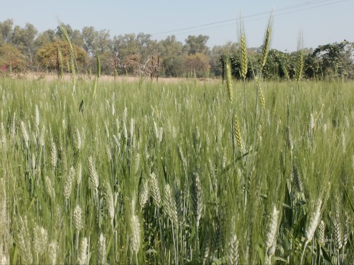 Traditional Tribal Variety Wheat Bansi Mar 2023