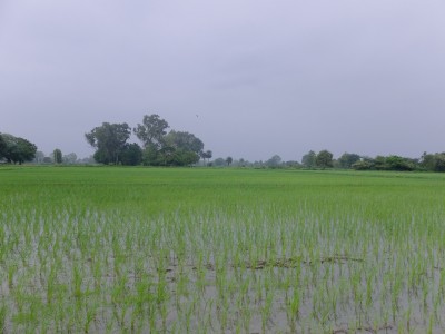 Transplanted Rice Fields July 2021