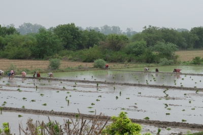 Transplanting the Rice