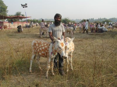 Umedganj Donkey Mela 2014