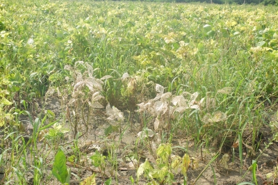 Urad Plants