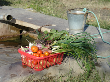 Vegetables from our Garden