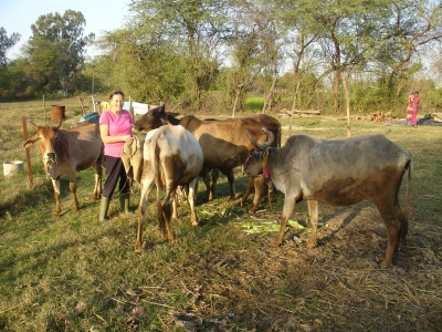 Vicky with Milking Cows Jan 2014