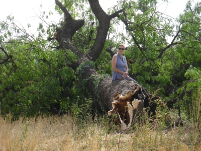 Vicky and Fallen Neem Tree