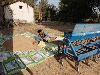 Preparing Wheat and DAP Mix for Sowing