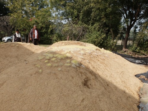 Water Seepage Ruins Some Rice Jan 2022