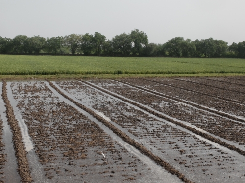 Watering Before Mustard Swoing Oct 2025
