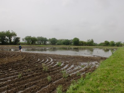 Watering Fields for Rice Transplanting July 2021