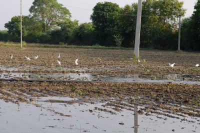 Watering  the Fields