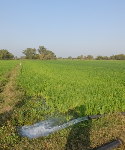 Watering the Wheat Crop Feb 2025