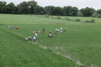 Hand Weeding rice