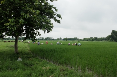 Women Weeding Rice Aug 2019