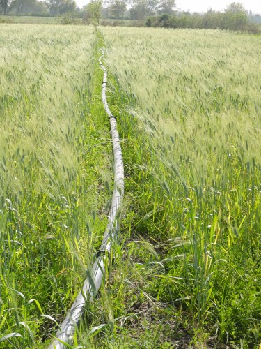 Wheat Crop with Phalaris minor Weed Mar 2025