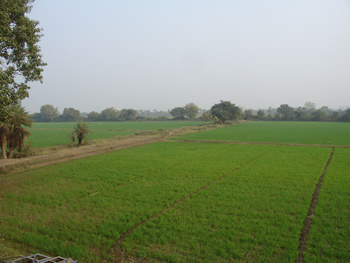 Wheat Fields January 2009