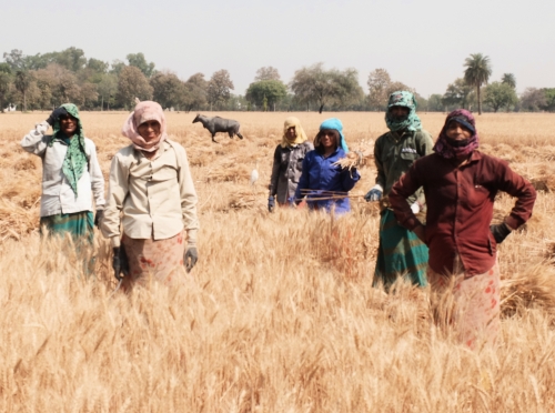 Wheat Harvesters and Raja Nilgai Apr 2025