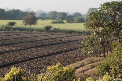 Peacocks in Sown Wheat Field