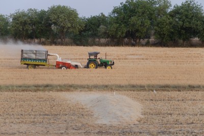 Wheat Stalk Cutting for Fodder