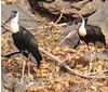 White Necked Stork