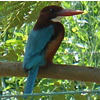 White Breasted Kingfisher