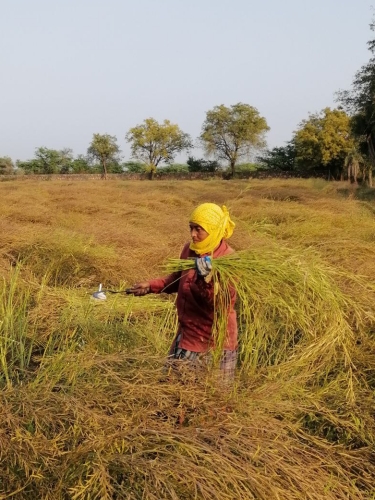 Woman Cutting Mustard With Scythe Feb 2026
