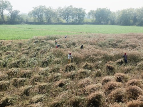 Women Harvesting Mustard Feb 2024