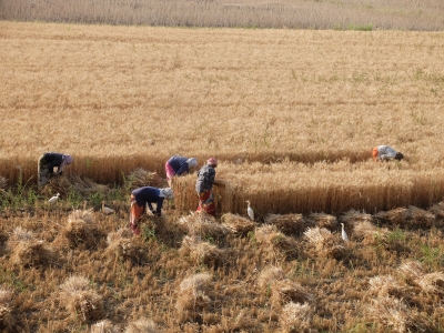 Women Harvesting Wheat Apr 2020
