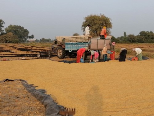 Women Loading Ghasi Patti Rice Nov 2024