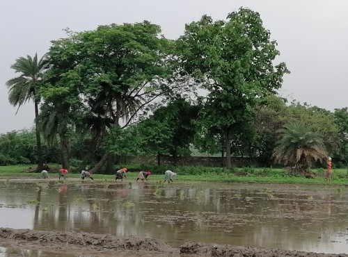 Women Transplanting Rice Jul 2024