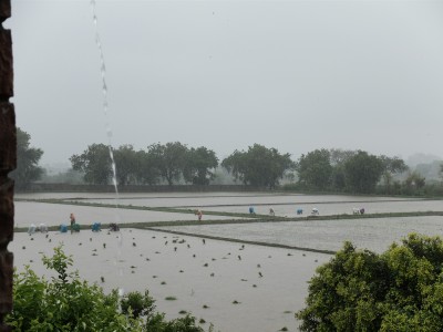 Women Transplanting Rice in Rain July 2018